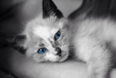 Katzen Angst und Stress