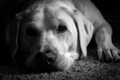 Angst vor Gewitter und Feuerwerk beim Hund: So hilfst du deinem Vierbeiner