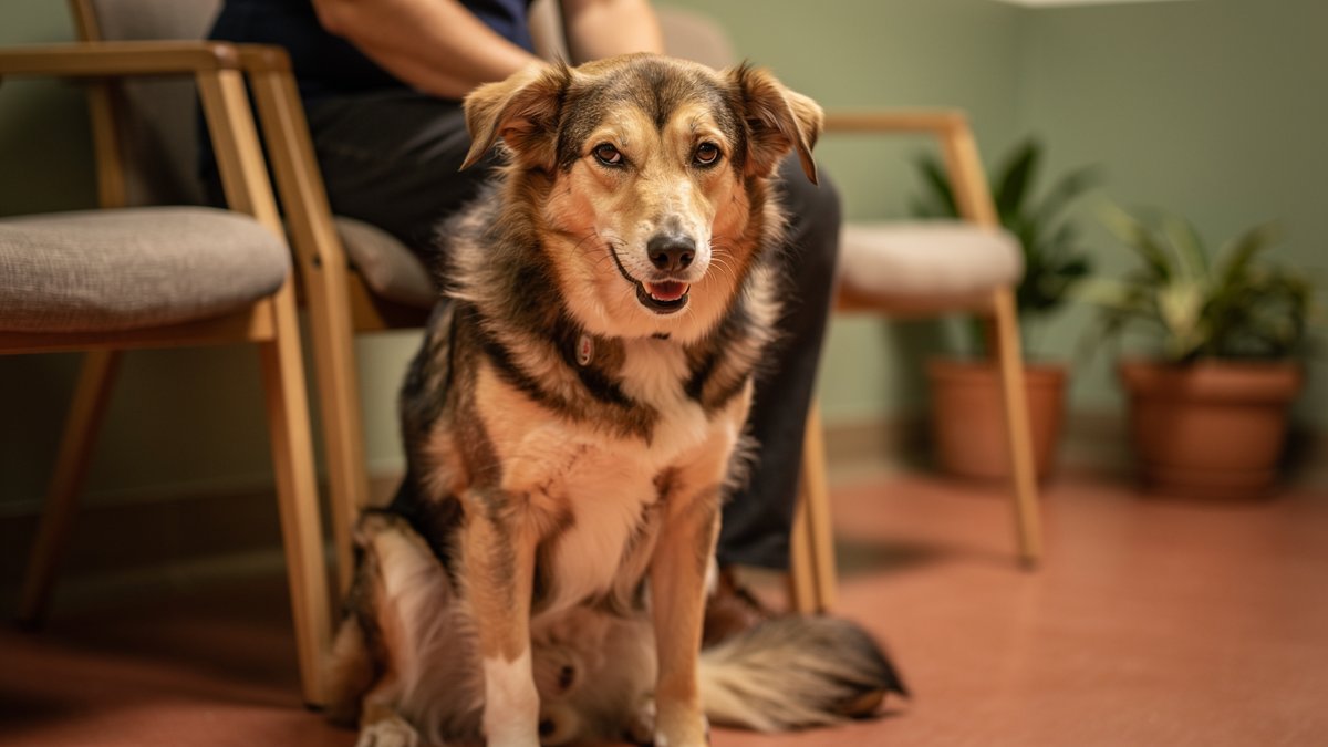 Hund zeigt Stresssignale im Wartezimmer beim Tierarzt