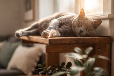 Stress bei Katzen abbauen: Was wirklich entspannt