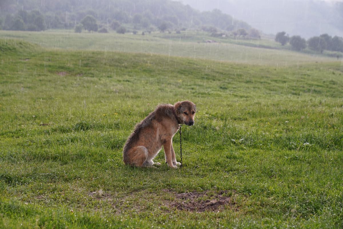 Einzelner Hund sitzt auf einer fast leeren grünen Wiese