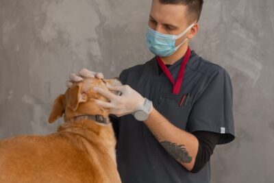 Hund hat Angst vor dem Tierarzt: So wird der Besuch ruhiger