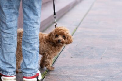 Hund hat Angst vor Menschen: Fremde, Besuch und Kinder ohne Druck
