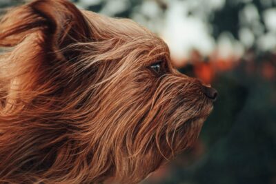 Hund hat Angst vor Wind und Sturm: Was ihn draußen verunsichert