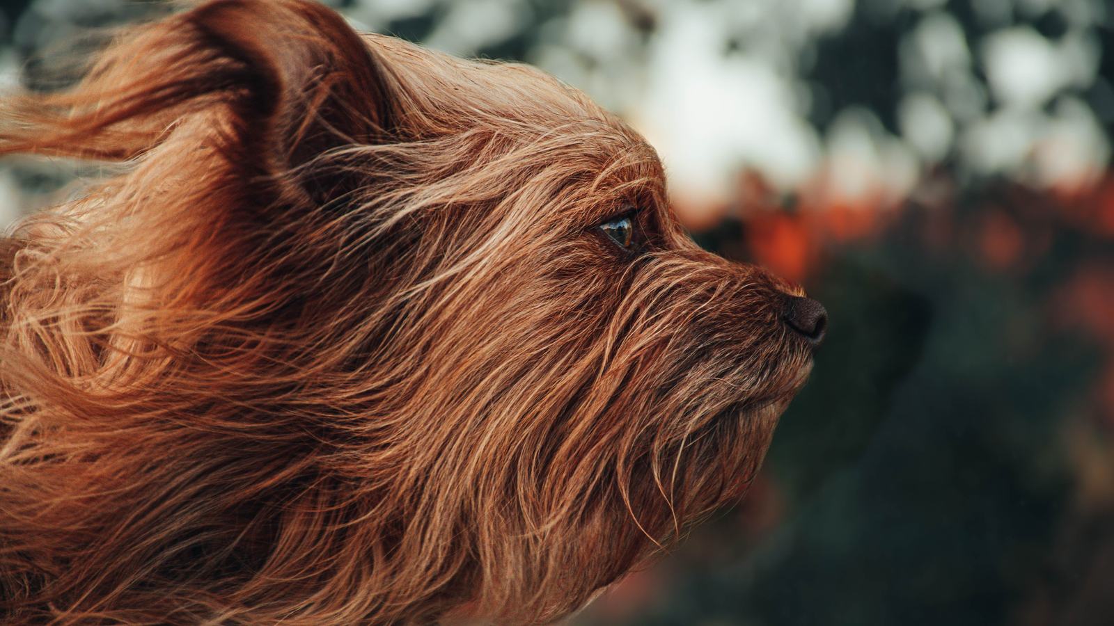 Hund hat Angst vor Wind: kleiner Hund draußen, das lange Fell vom Wind verweht