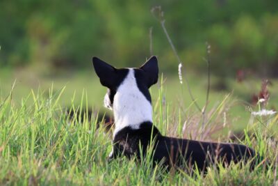 Hund hat Angst vor anderen Hunden: Begegnungen ohne Leine, im Freilauf und auf der Hundewiese