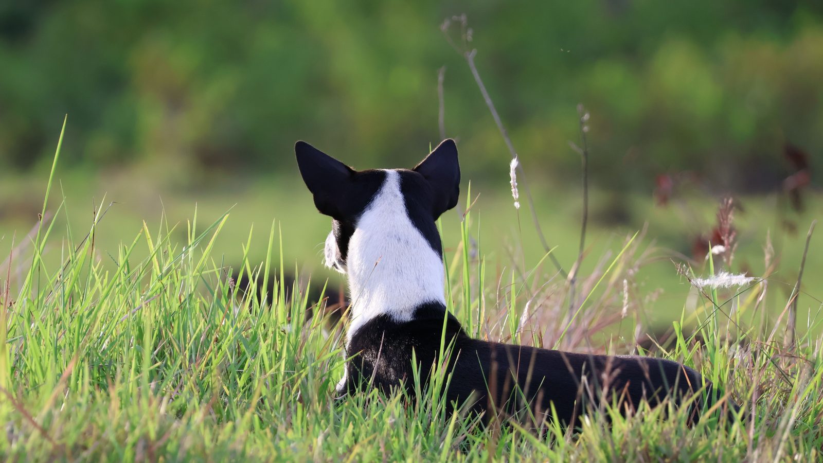 Hund hat Angst vor anderen Hunden: Hund liegt im hohen Gras und beobachtet die Wiese aus sicherem Abstand