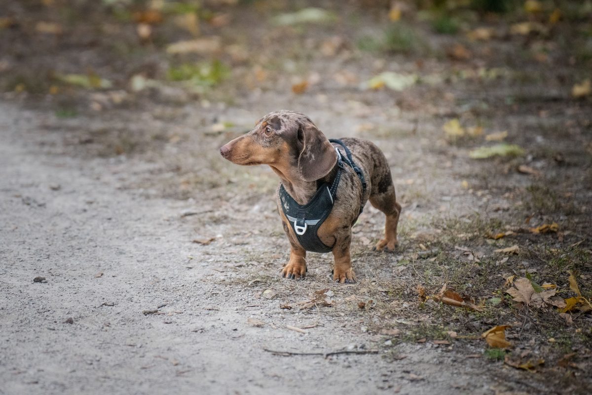 Dackel im Brustgeschirr steht vorsichtig auf einem Weg mit Herbstlaub