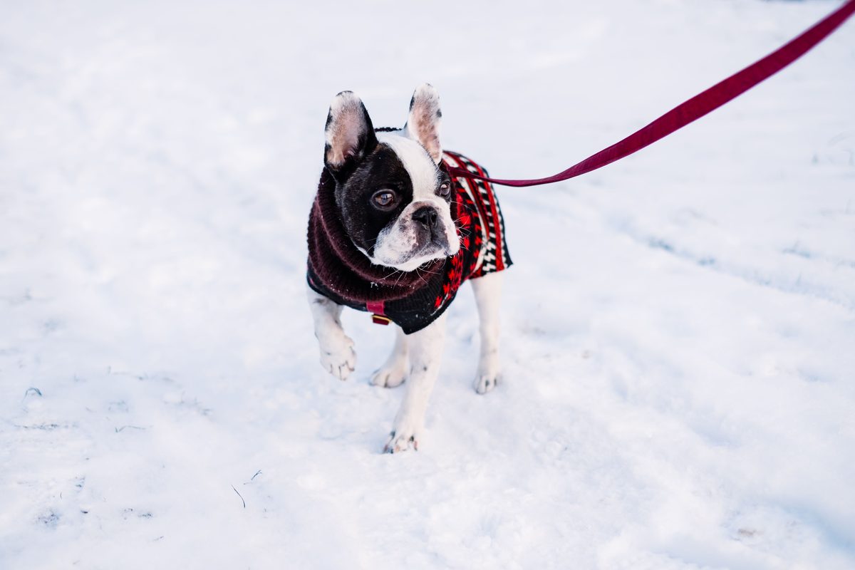 Französische Bulldogge trägt einen Hundemantel und läuft an der Leine durch den Schnee
