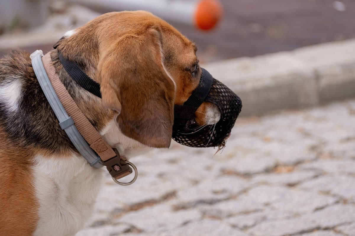 Beagle trägt einen Maulkorb und wirkt entspannt