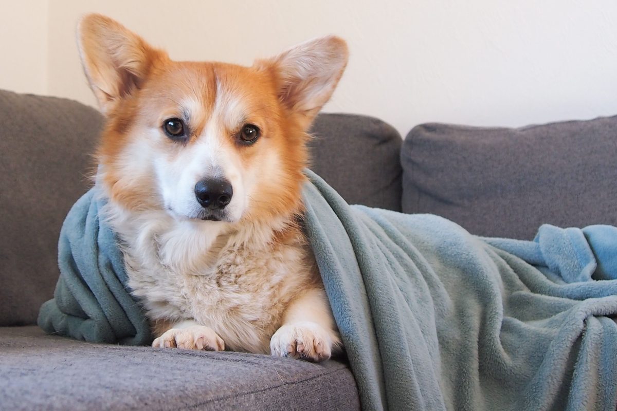 Corgi liegt unter einer Decke auf dem Sofa, ein ruhiger Rückzugsort
