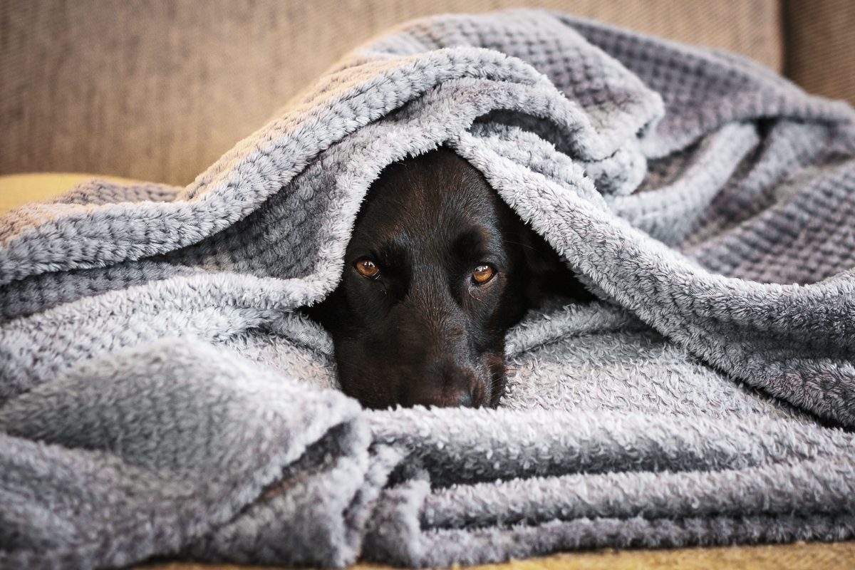 Schwarzer Hund liegt eingekuschelt in einer weichen Decke als Rückzugsort