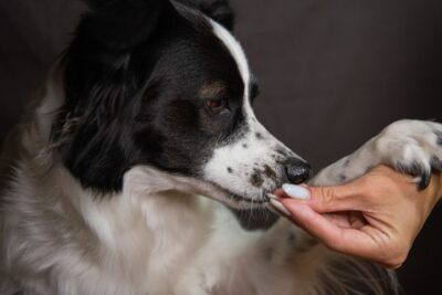 Hund auf Silvester vorbereiten: dein Trainingsplan von Oktober bis zum 31. Dezember