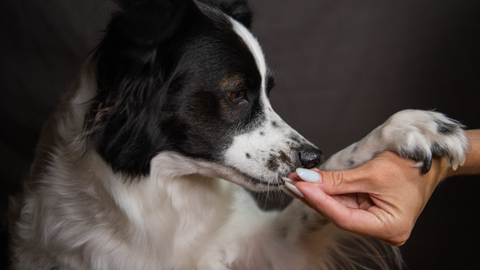Hund auf Silvester vorbereiten: Border Collie gibt Pfote und bekommt ein Leckerli beim Training