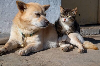 Beruhigungsmittel für Hund und Katze: Was Studien zu Pheromonen, Zylkene, CBD und Medikamenten zeigen