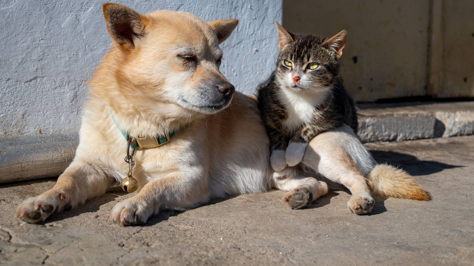 Beruhigungsmittel für Hund und Katze: Hund und Katze liegen ruhig nebeneinander in der Sonne