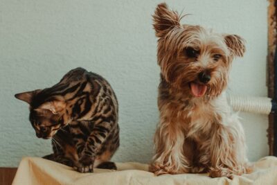 Hund und Katze aneinander gewöhnen: Zusammenführung Schritt für Schritt