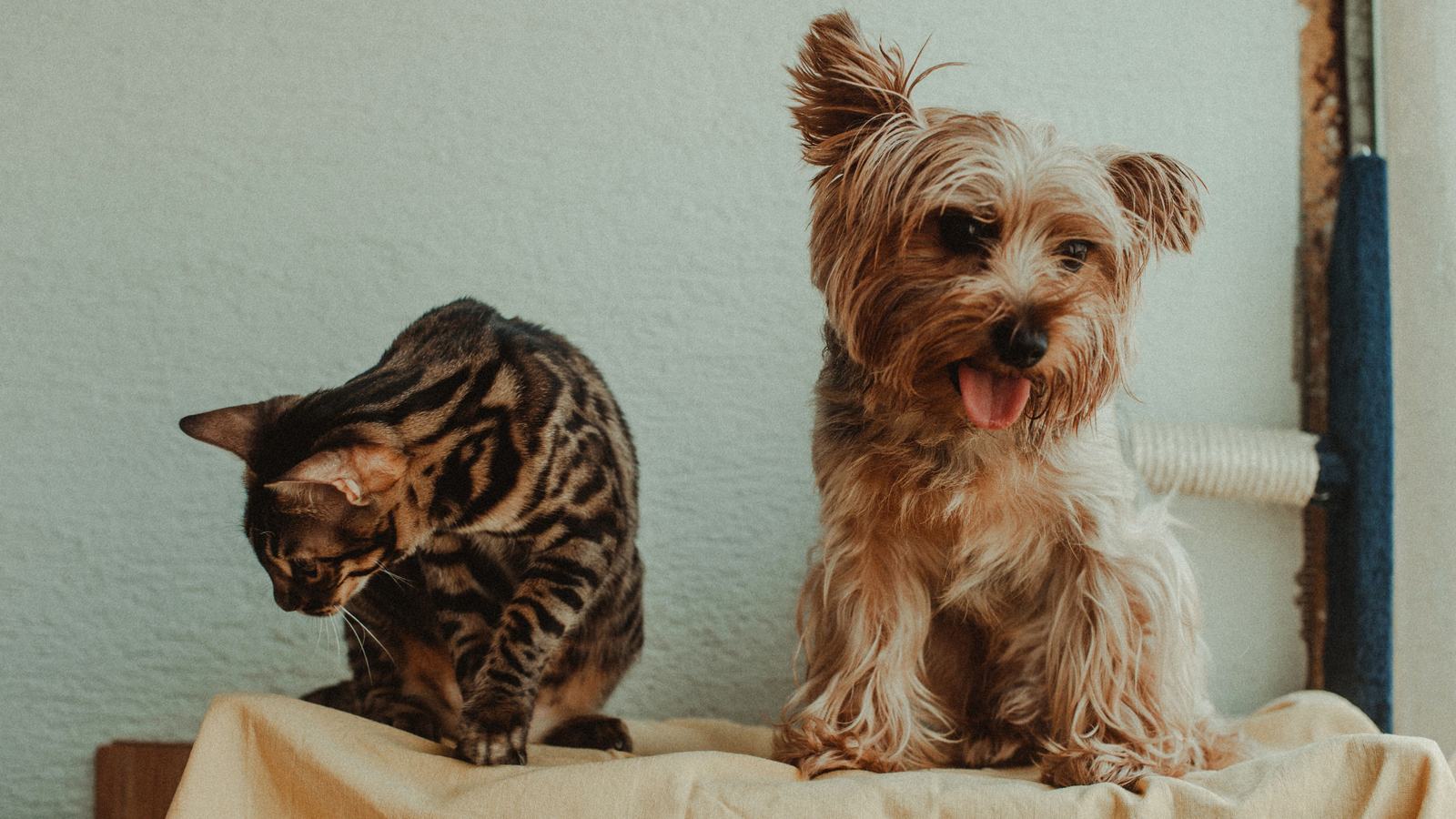 Hund und Katze aneinander gewöhnen: Bengalkatze und Yorkshire Terrier sitzen ruhig nebeneinander