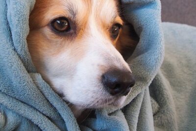 Hund zittert: Angst, Kälte oder Schmerz? So grenzt du es ein