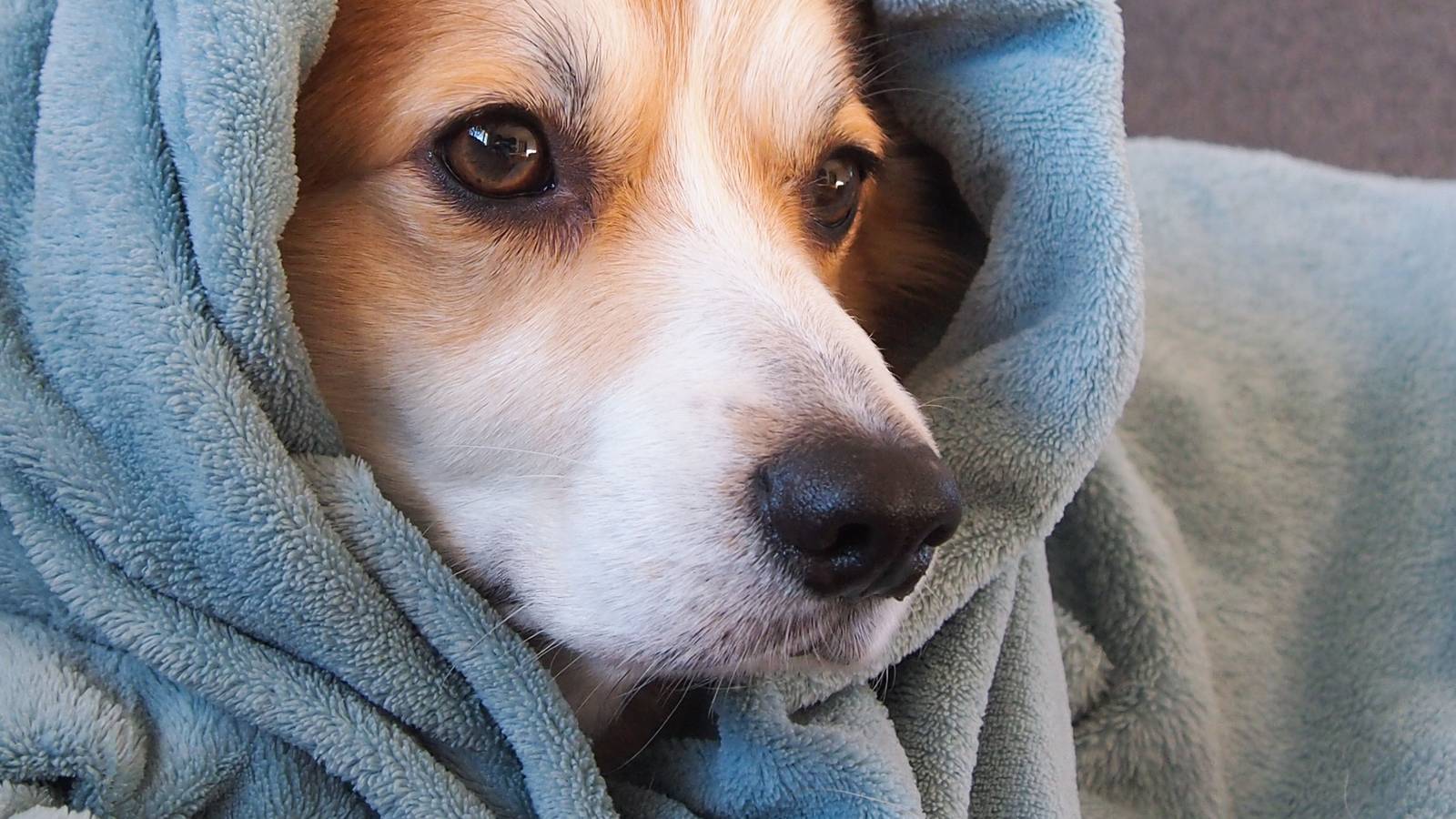 Hund zittert: Corgi schaut in eine hellblaue Decke gewickelt hervor