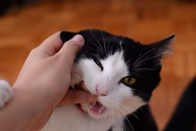 Katze beißt beim Streicheln: Überreizung erkennen, bevor die Katze zuschnappt