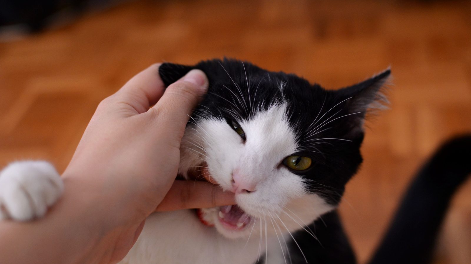 Katze beißt beim Streicheln in die Hand, die ihren Kopf krault