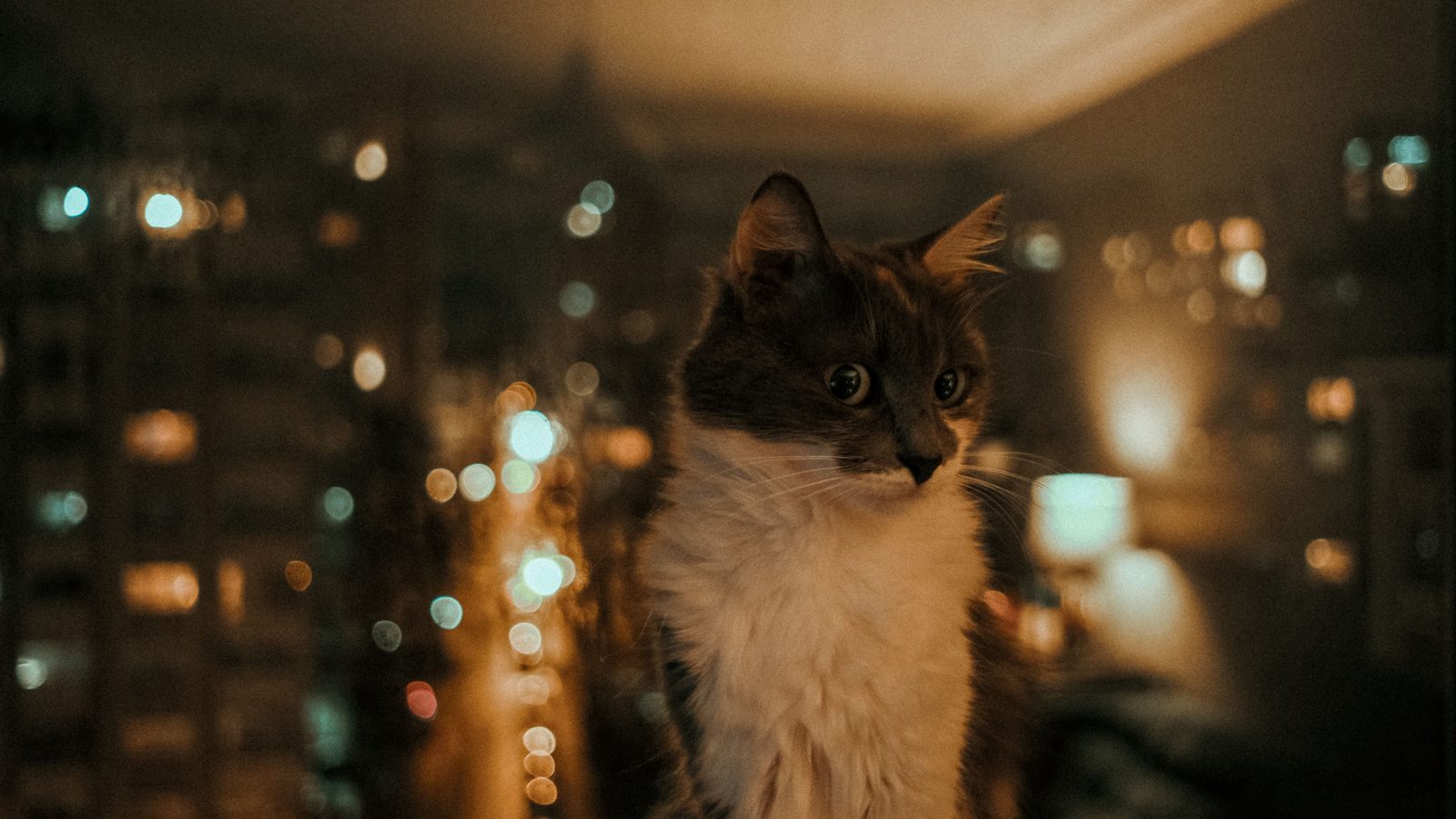 Katze miaut nachts: Katze sitzt abends im Halbdunkel vor einem Fenster mit Stadtlichtern