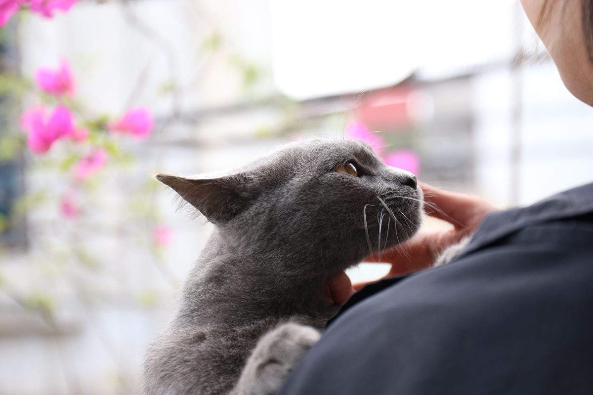Graue Katze lässt sich entspannt an Wange und Kinn streicheln
