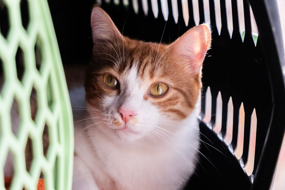 Rot-weiße Katze schaut ruhig aus einer Transportbox