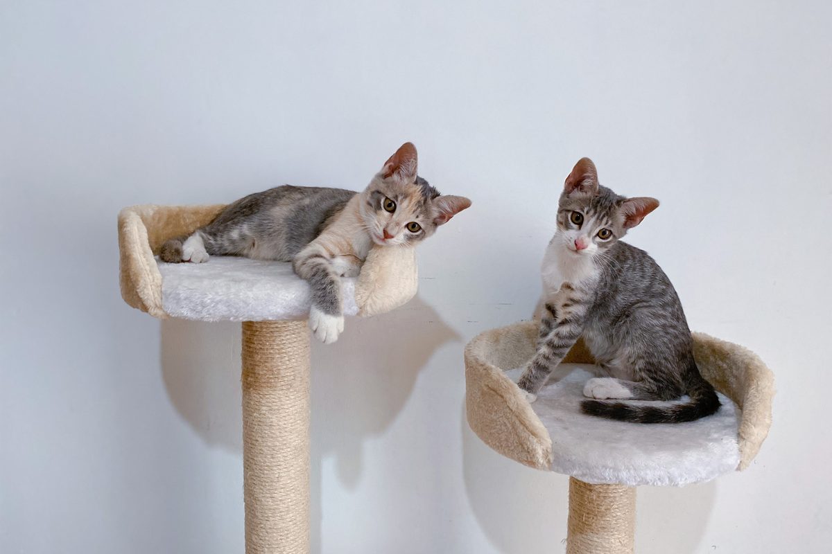 Zwei junge Katzen liegen erhöht auf den Plattformen zweier Kratzbäume
