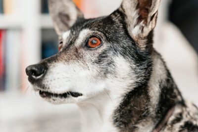 Hund bellt bei jedem Geräusch: So unterscheidest du Alarm und Angst