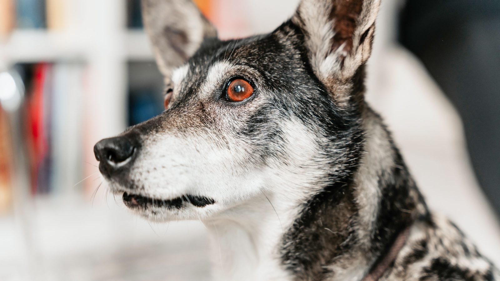 Hund bellt bei Geräuschen: Hund mit aufgestellten Ohren lauscht in der Wohnung aufmerksam zur Seite