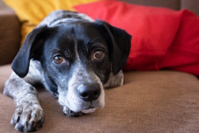 Hund knurrt mich an: Was er dir sagen will und warum Strafe schadet