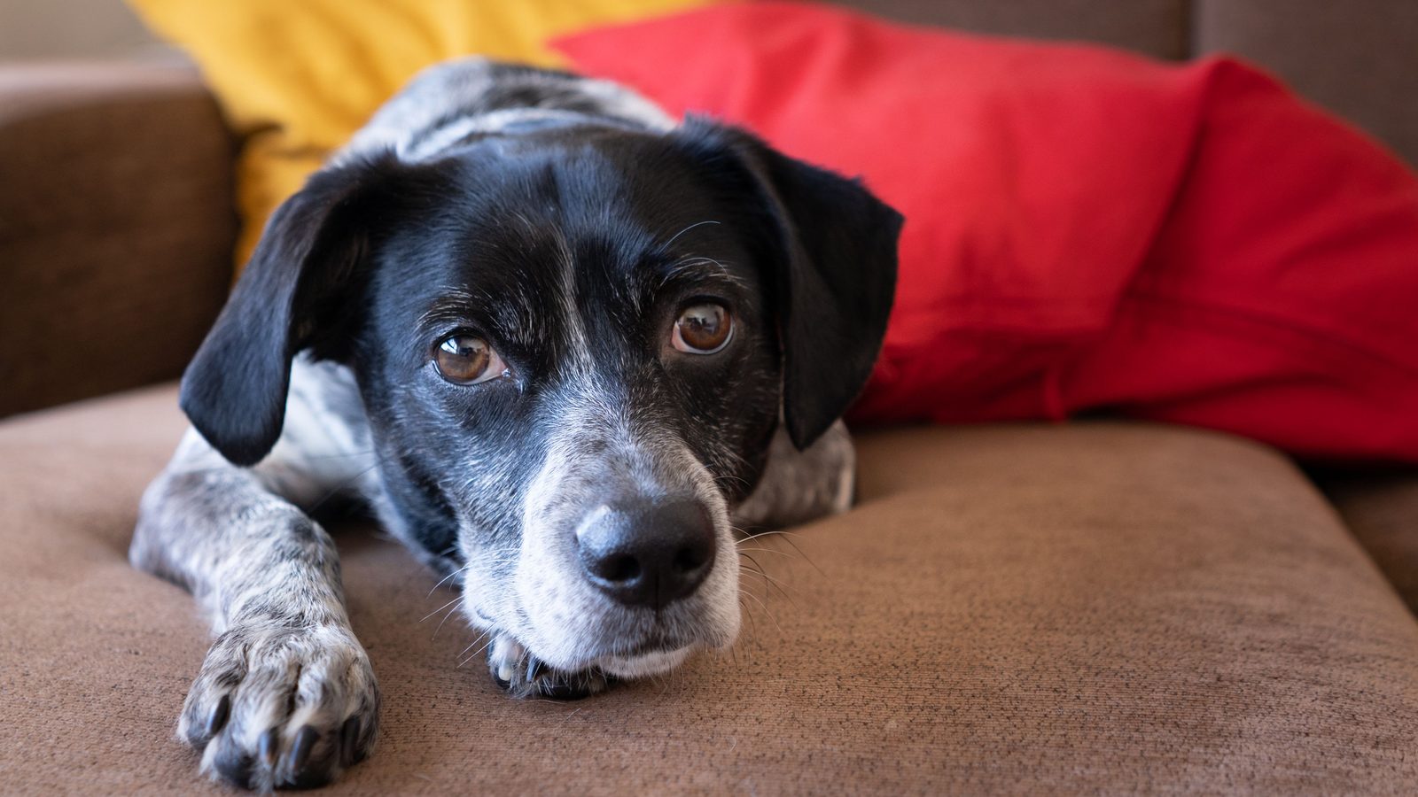 Hund knurrt mich an: schwarz-weißer Hund liegt auf dem Sofa und schaut aufmerksam