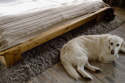 Hund nachts unruhig: Stress, Schmerz oder Alter?