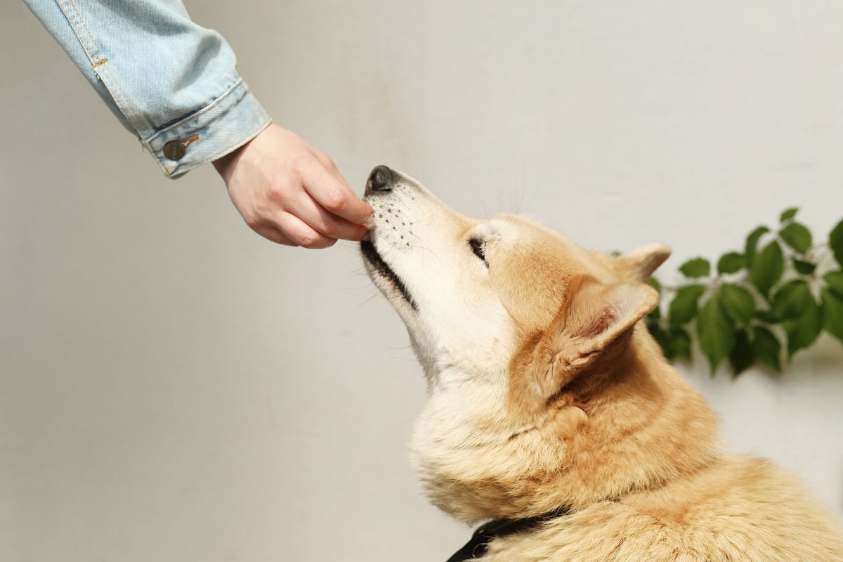 Shiba Inu nimmt ruhig ein Leckerli aus einer ausgestreckten Hand