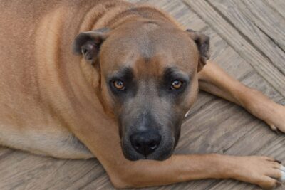 Hund plötzlich ängstlich: Warum der erste Weg zum Tierarzt führt