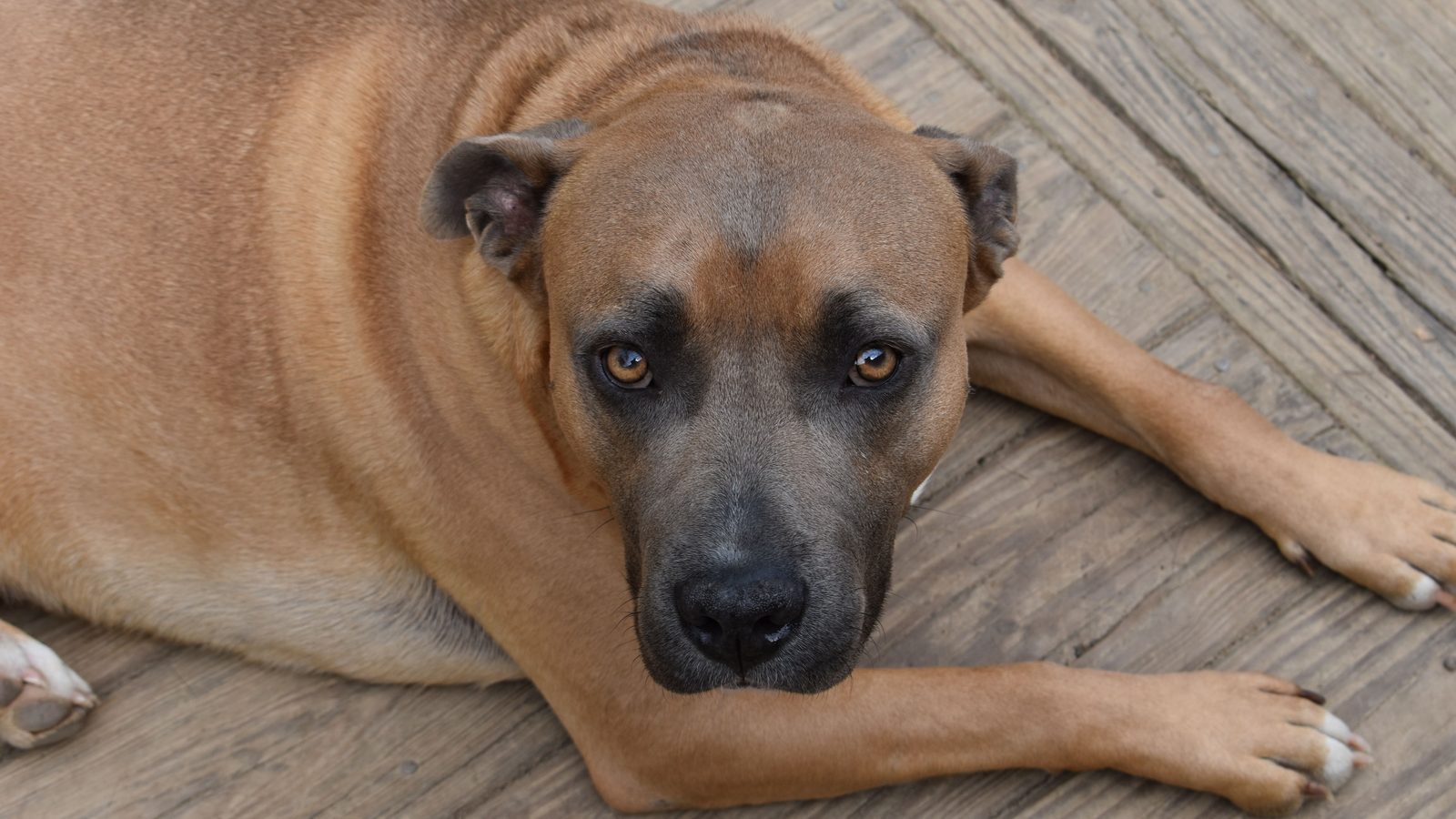 Hund plötzlich ängstlich: brauner Hund liegt auf einem Holzboden und schaut unsicher nach oben