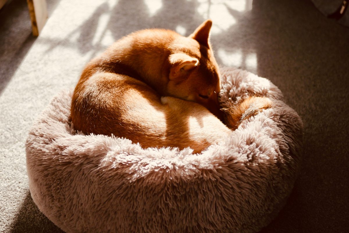 Rotbrauner Hund schläft eingerollt in einem flauschigen runden Hundebett