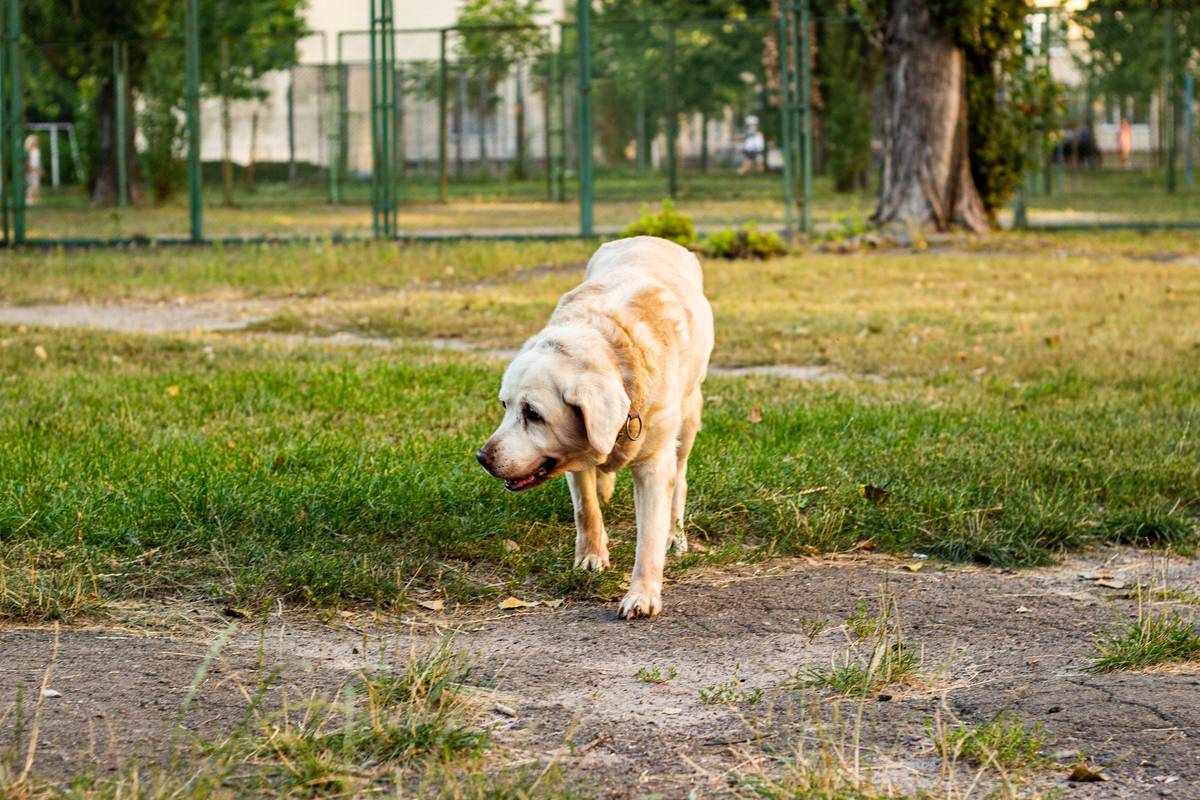 Heller Labrador geht ruhig über einen Wiesenweg im Park