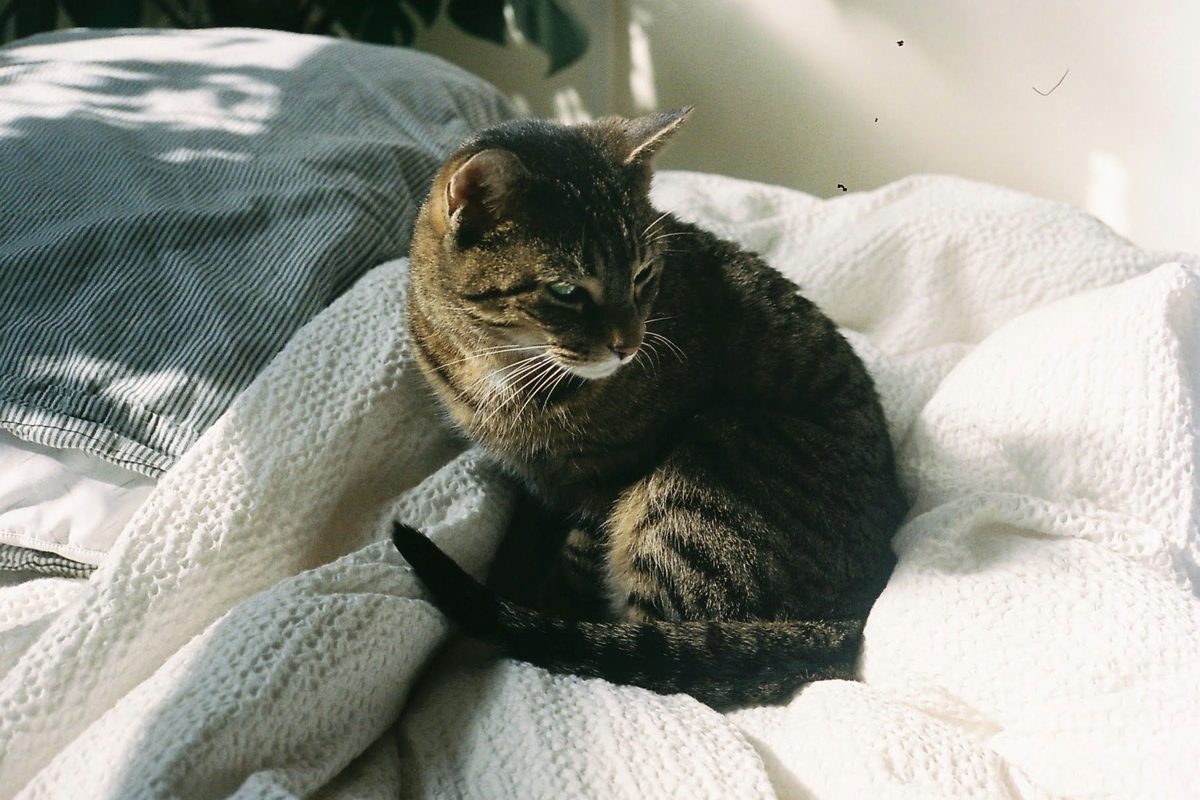 Getigerte Katze liegt allein und entspannt auf einer weißen Häkeldecke
