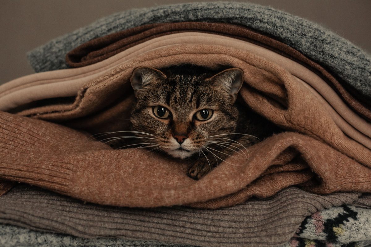 Getigerte Katze liegt eingekuschelt zwischen weichen Strickdecken