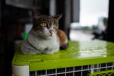 Autofahrt mit Katze: Box, lange Strecken und die Toilette unterwegs