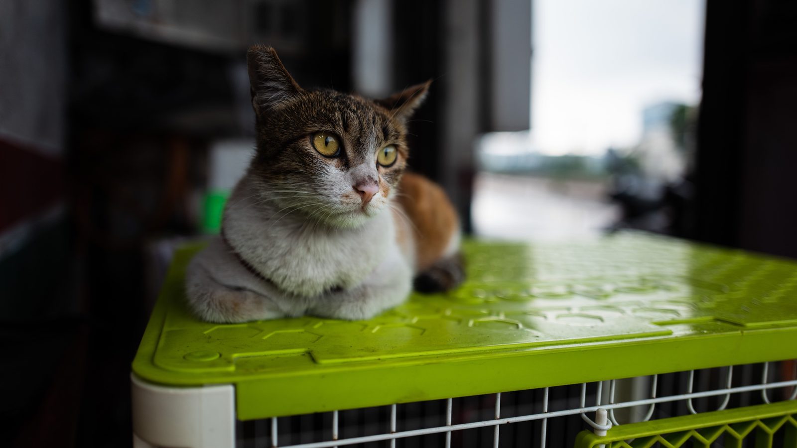 Katze Autofahrt: getigerte Katze liegt ruhig auf einer grünen Transportbox mit Gitter