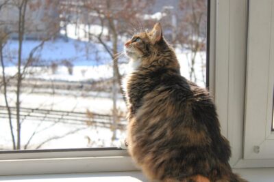 Ist meine Katze einsam? Anzeichen und wann eine Zweitkatze hilft