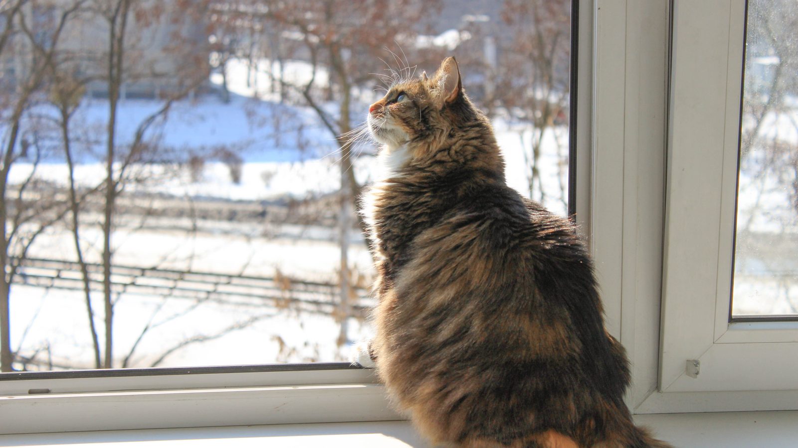 Katze einsam: getigerte Katze sitzt allein am Fenster und schaut in eine Winterlandschaft