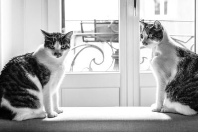 Katze plötzlich aggressiv gegen die andere Katze: nach Tierarzt, Schreck am Fenster oder bei Schmerzen