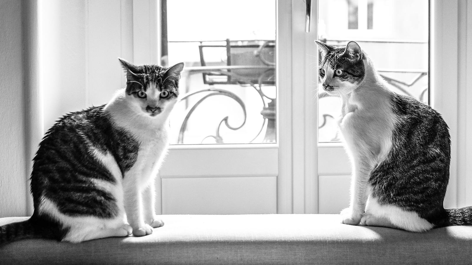 Katze aggressiv gegen andere Katze: zwei gefleckte Katzen sitzen sich mit Abstand vor einer Balkontür gegenüber