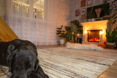 Eingewöhnung im neuen Zuhause: So fasst dein Tierschutzhund Vertrauen