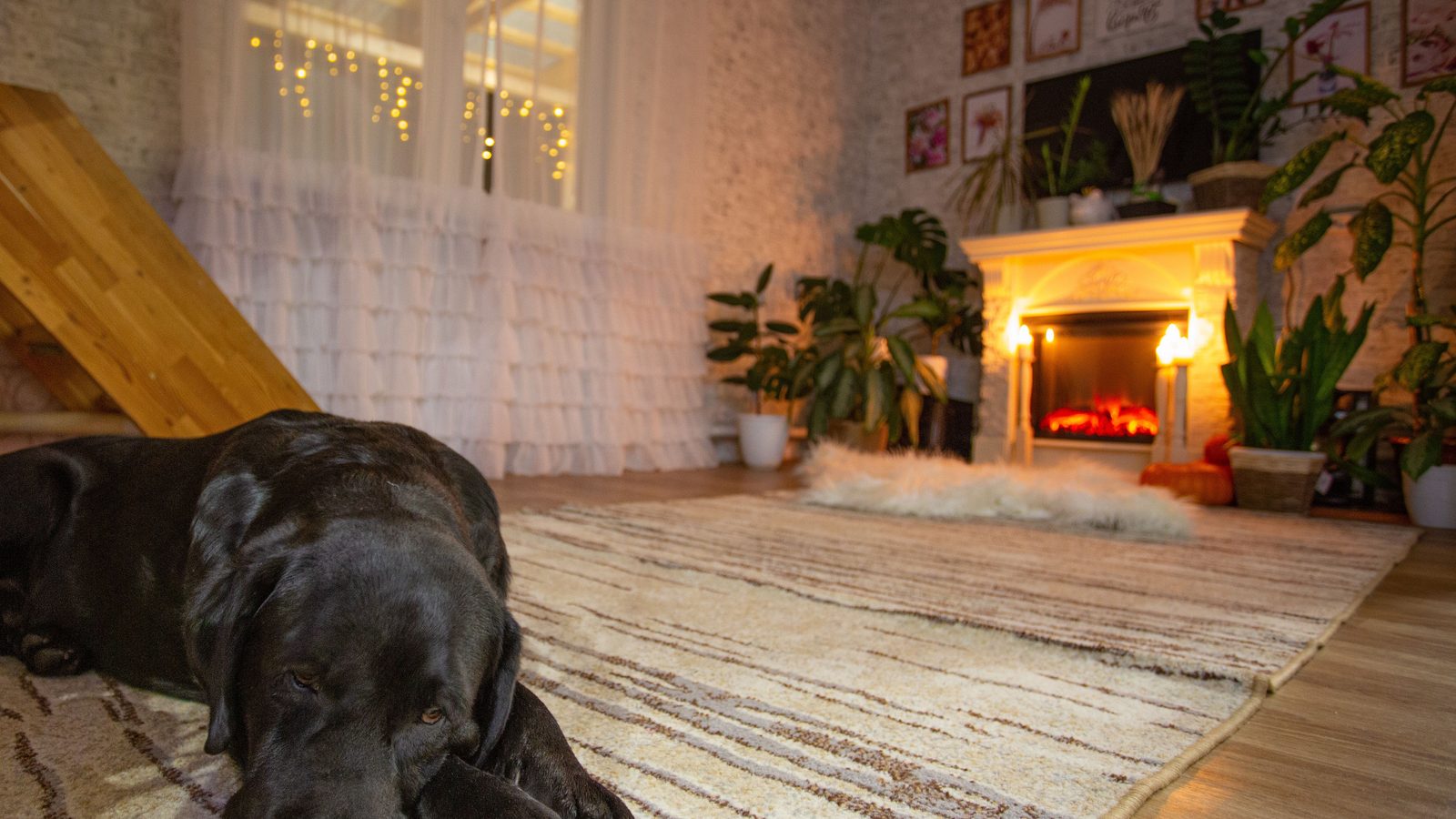 Tierschutzhund Eingewöhnung: schwarzer Hund liegt ruhig auf einem Teppich im Wohnzimmer